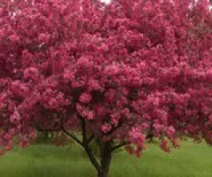 PrairiFire Crabapple Tree