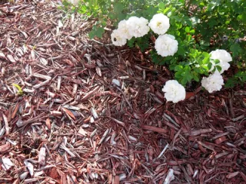 Mulched flower bed