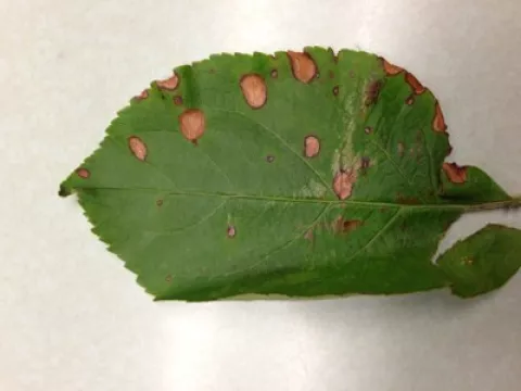 Frogeye leaf spot with distinctive purple margins