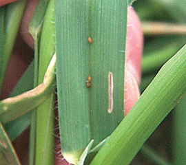 Figure 2. CLB eggs on wheat leaf