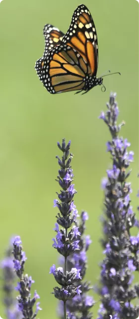 Monarch Butterfly