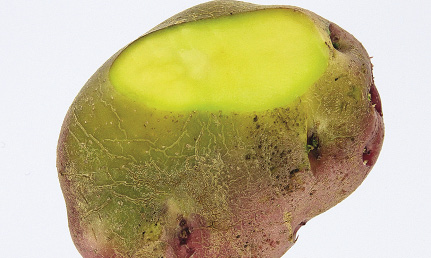 2-greening-cmyk-opt