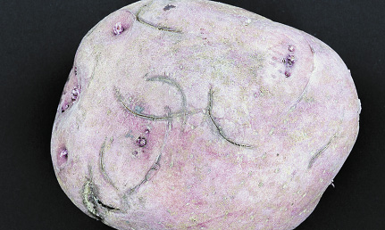 2-thumbnail-bruise-cmy-opt