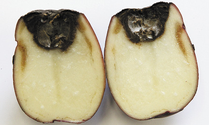 4t-stem-end-fusarium-c-opt