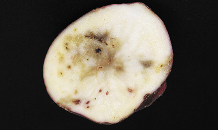 4t-tobacco-rattle-viru-opt