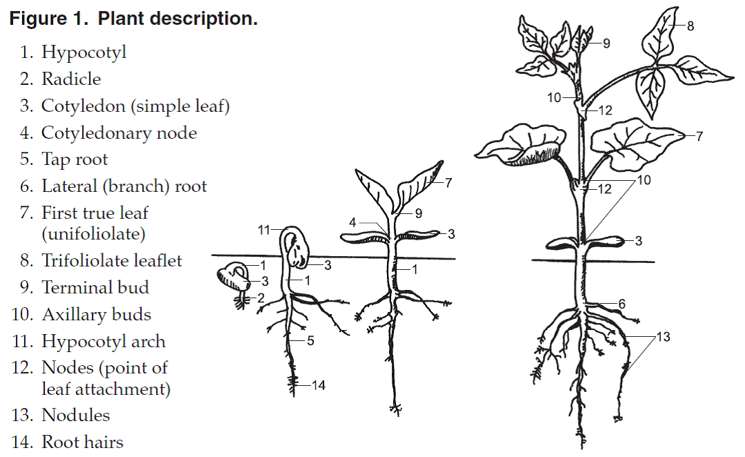 Dry Bean Morphology