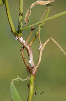 Figure 48