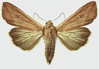 Figure 54