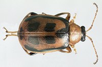 Figure 55