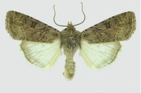 Figure 57