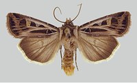 Figure 59