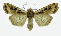 Figure 61