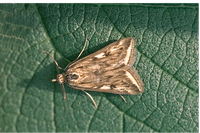 Figure 70