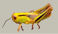 Figure 72