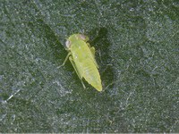 Figure 73