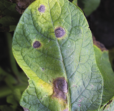 early-blight-cmyk-opt