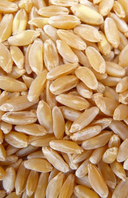 Durum