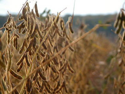 Soybean