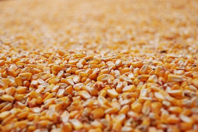 Corn
