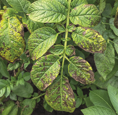 potassium-deficiency-c-opt