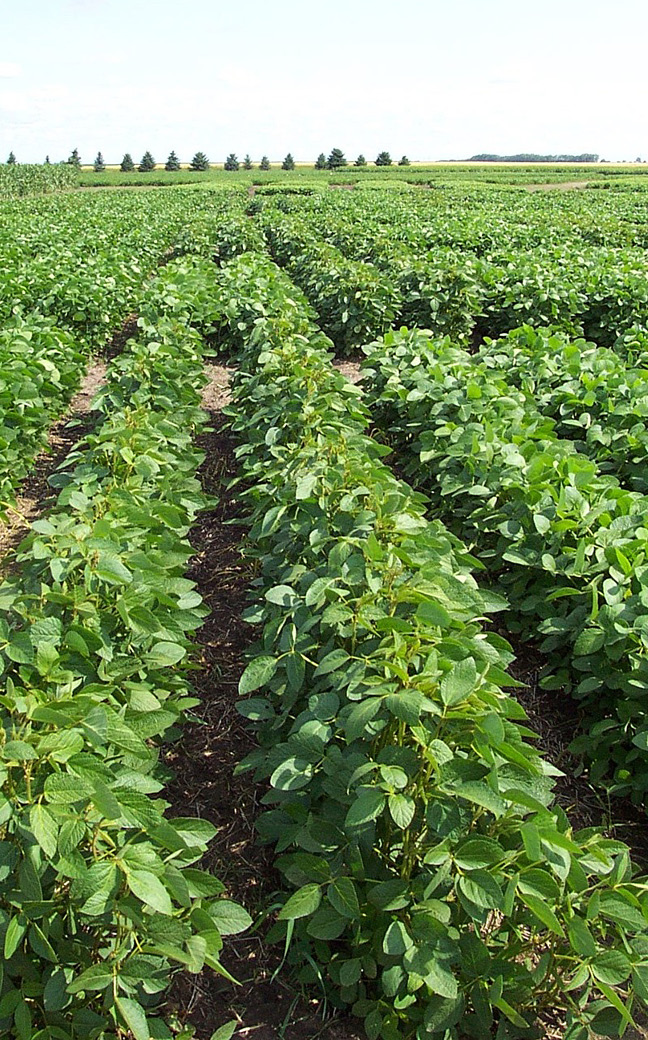 rgb-p001-soybean-field-opt