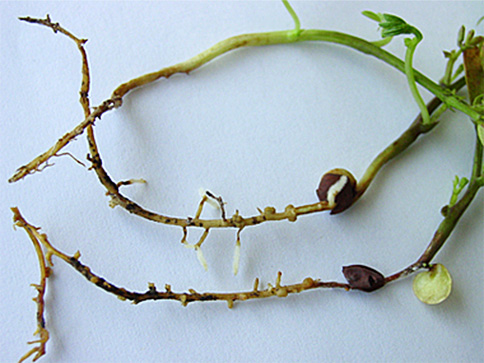rgb-p01-pythium-seed-opt2