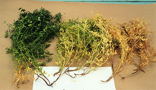 rgb-p01-pythium-seed-r-opt