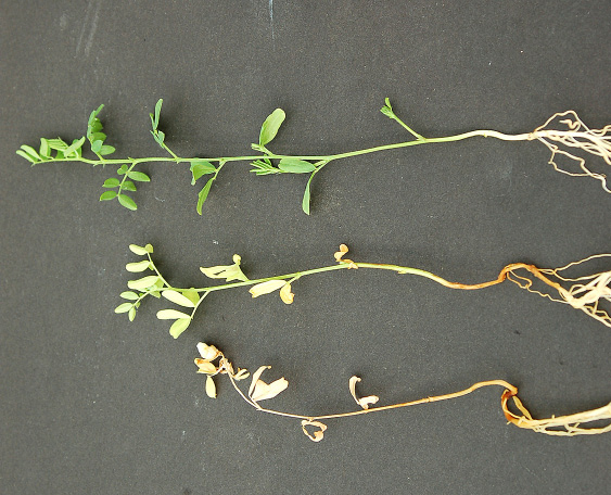 rgb-p02-fusarium-root-opt