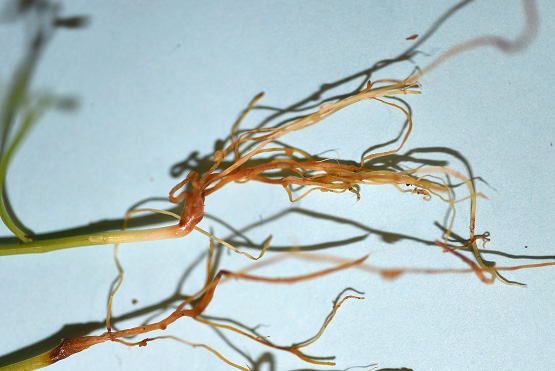 rgb-p02-fusarium-root-opt2