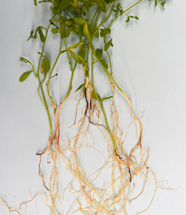 rgb-p03-rhizoctonia-to-opt