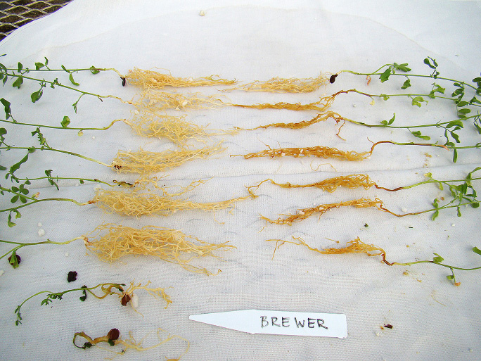rgb-p04-aphanomyces-ro-opt