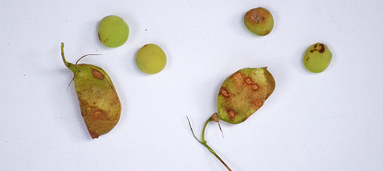 rgb-p05-anthracnose-f-opt1