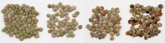 rgb-p05-anthracnose-f-opt2