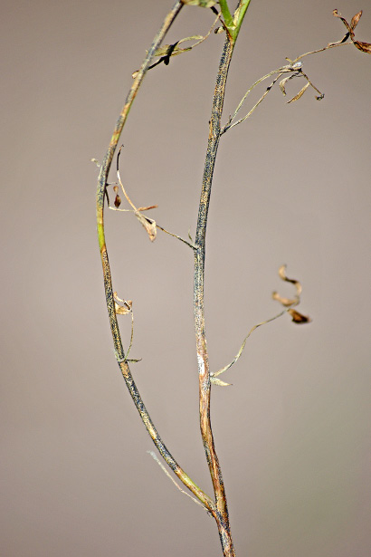 rgb-p05-anthracnose-f-opt4