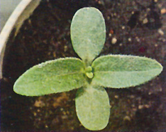 rgb-p119-wild-sunflowe-opt