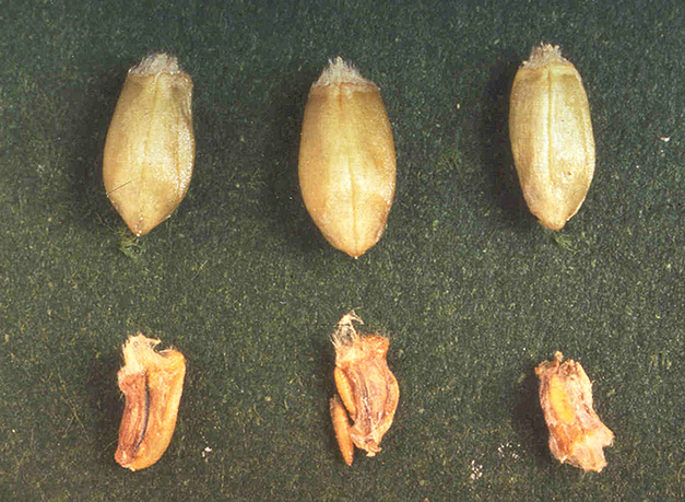 rgb-p45-fig-15-kernels-opt