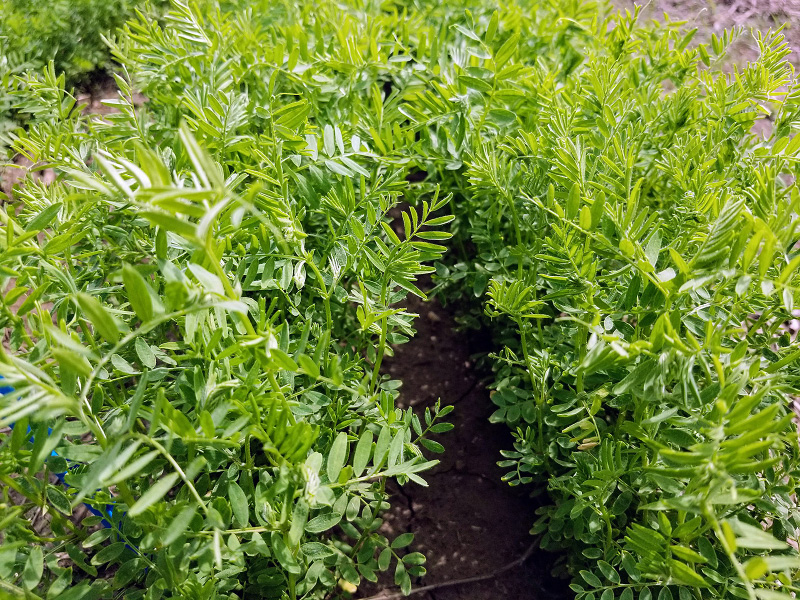 rgbcoverlentil_opt