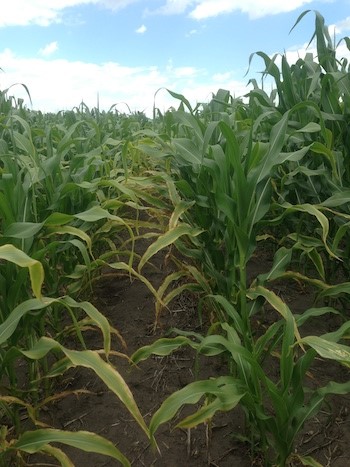sf722-photo-3-potassium-deficiency-2017