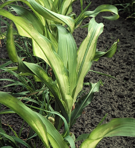 sf722-photo-5-zinc-deficiency-2017