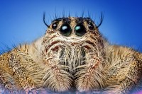 spider
