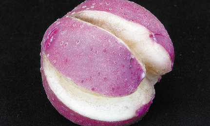 tuber-cracking-from-he-opt