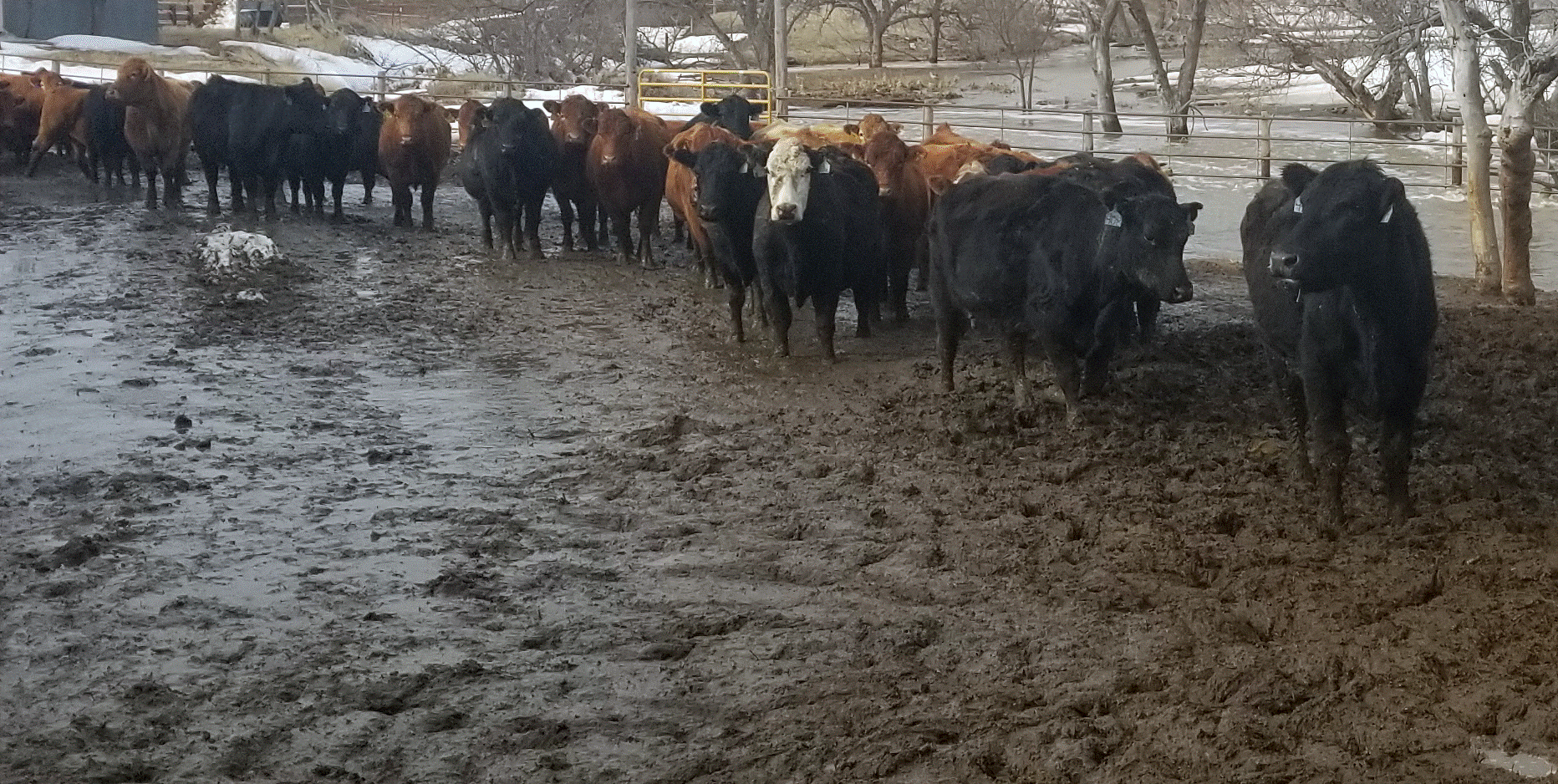 Producers need to make plans for moving feed and livestock to higher ground before flooding this spring